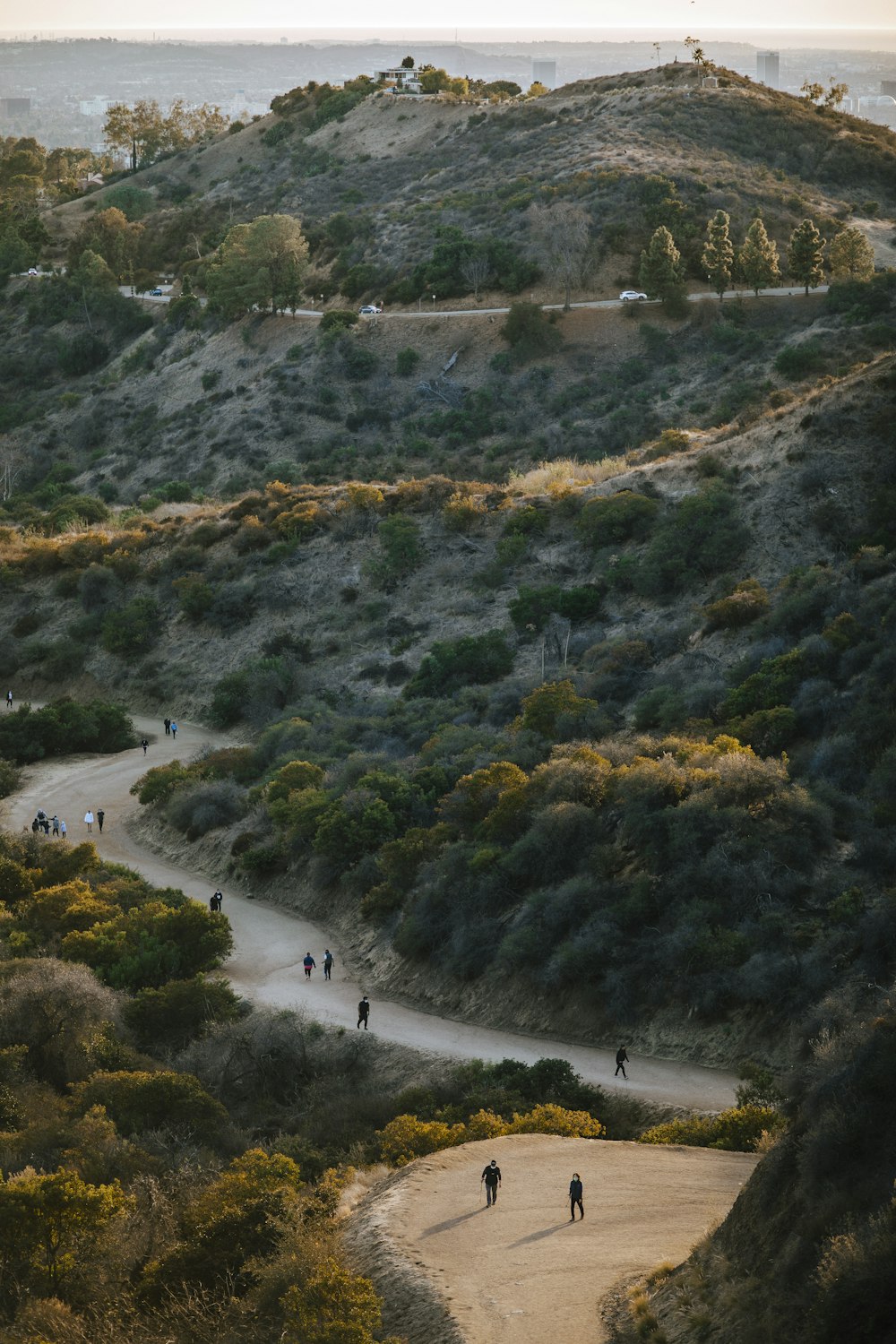 aerial view of green trees and river