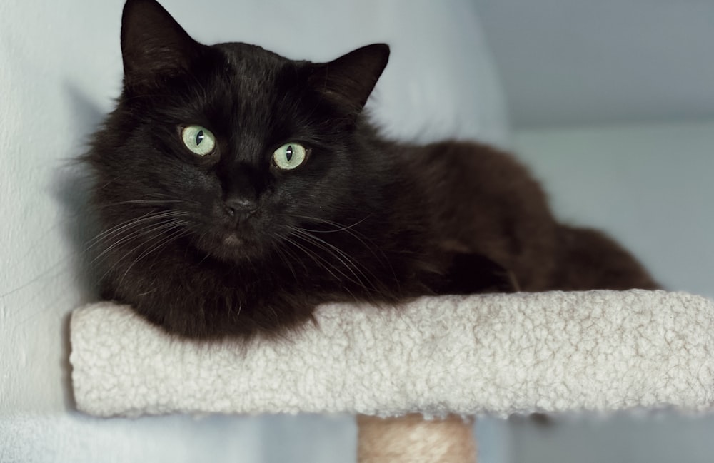 gato preto no têxtil branco