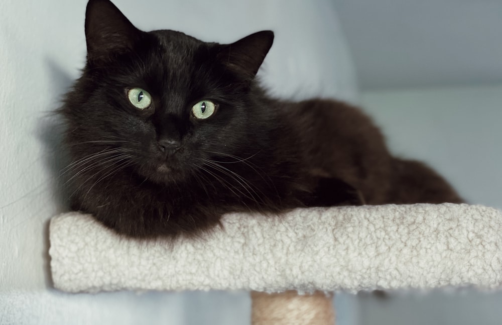 black cat on white textile