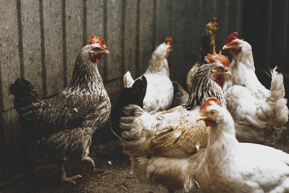 white and brown hens on ground