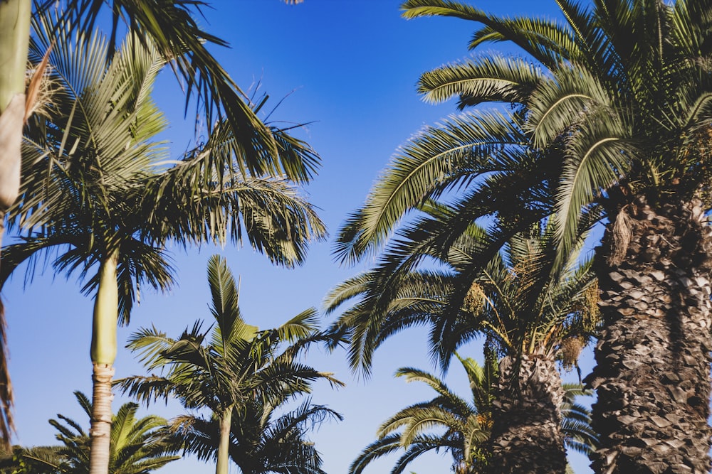 green palm tree under blue sky during daytime