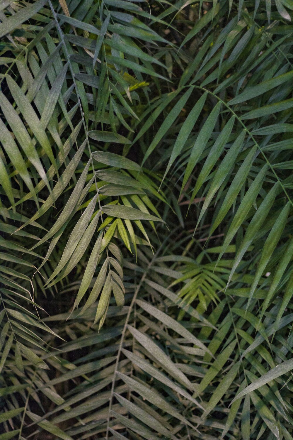 green leaves plant during daytime