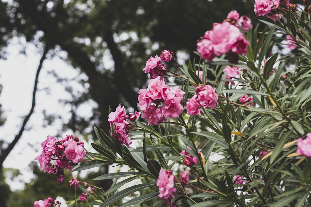 Flores rosas en lente de cambio de inclinación