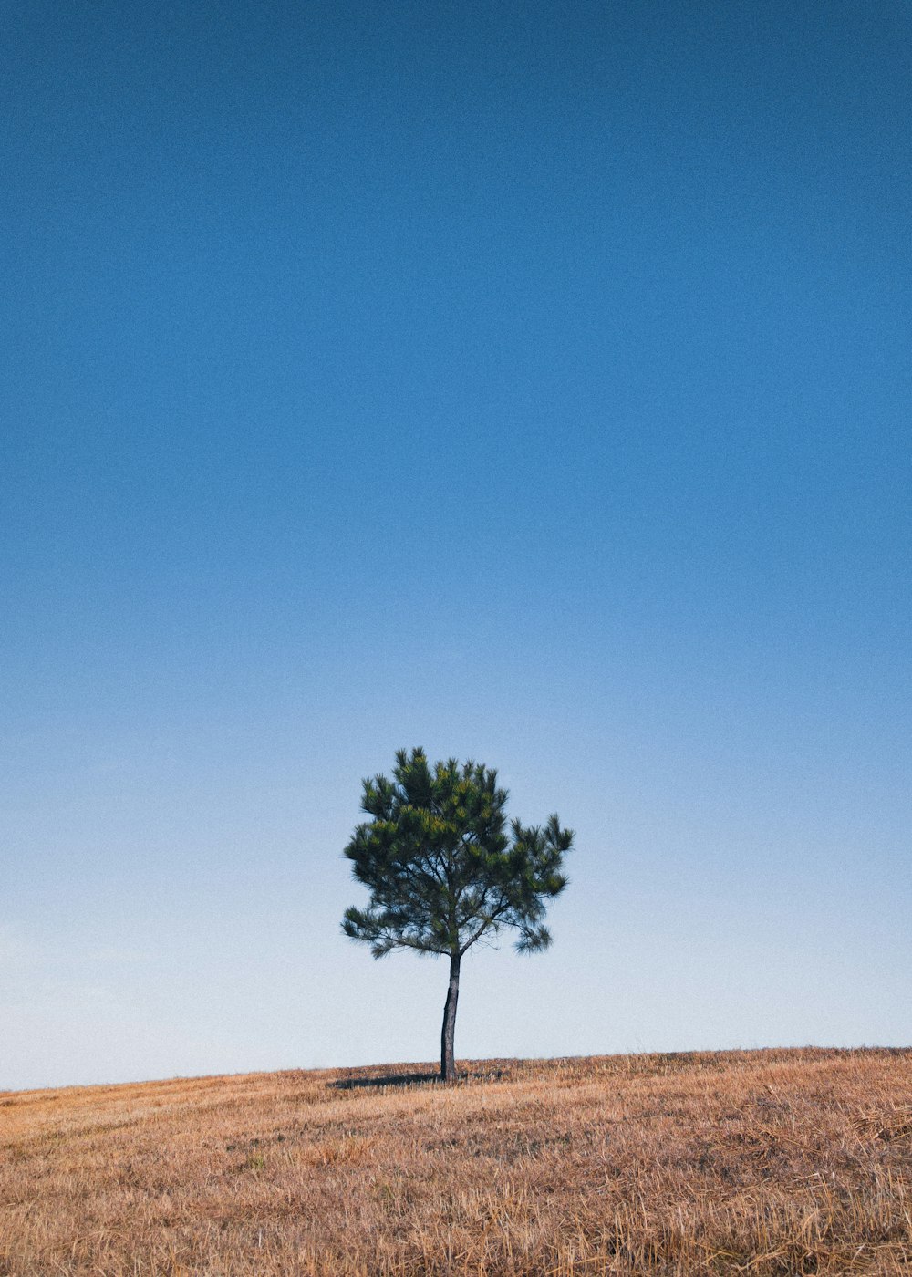 green tree on brown sand under blue sky during daytime