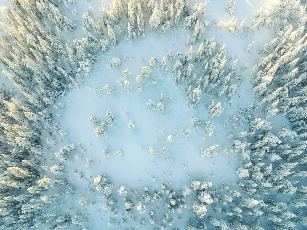 white and green trees covered with snow