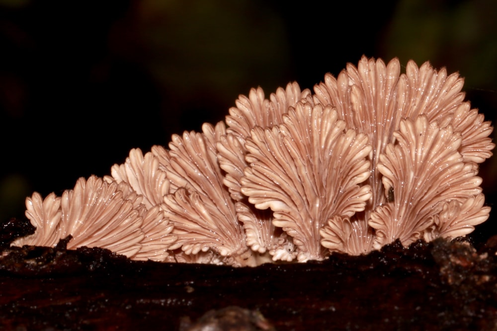 white and brown mushroom on black surface