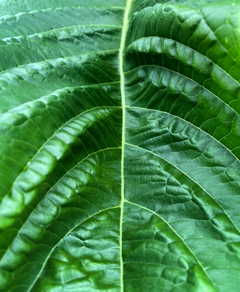 green leaf plant in close up photography