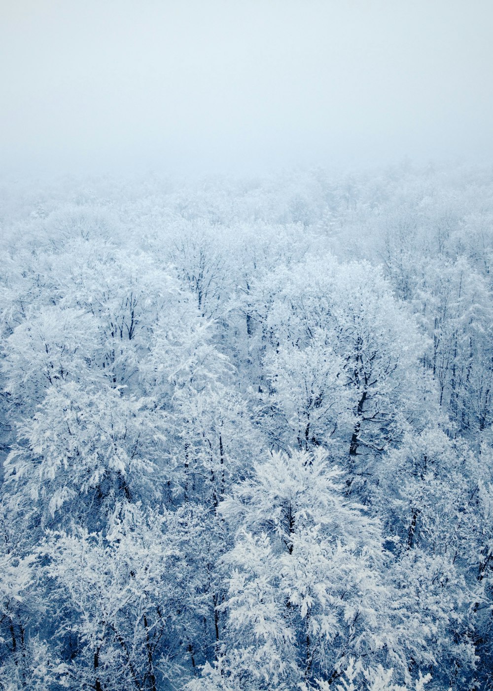 snow covered trees during daytime