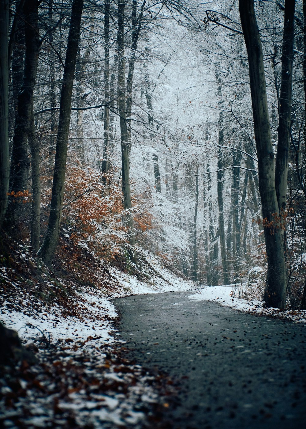 snow covered road between bare trees during daytime