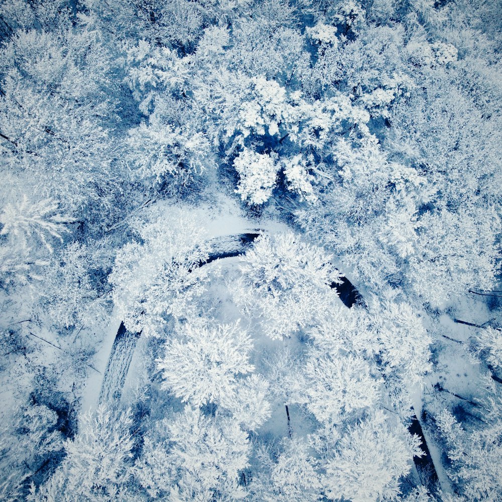 Vue aérienne des arbres et de la route