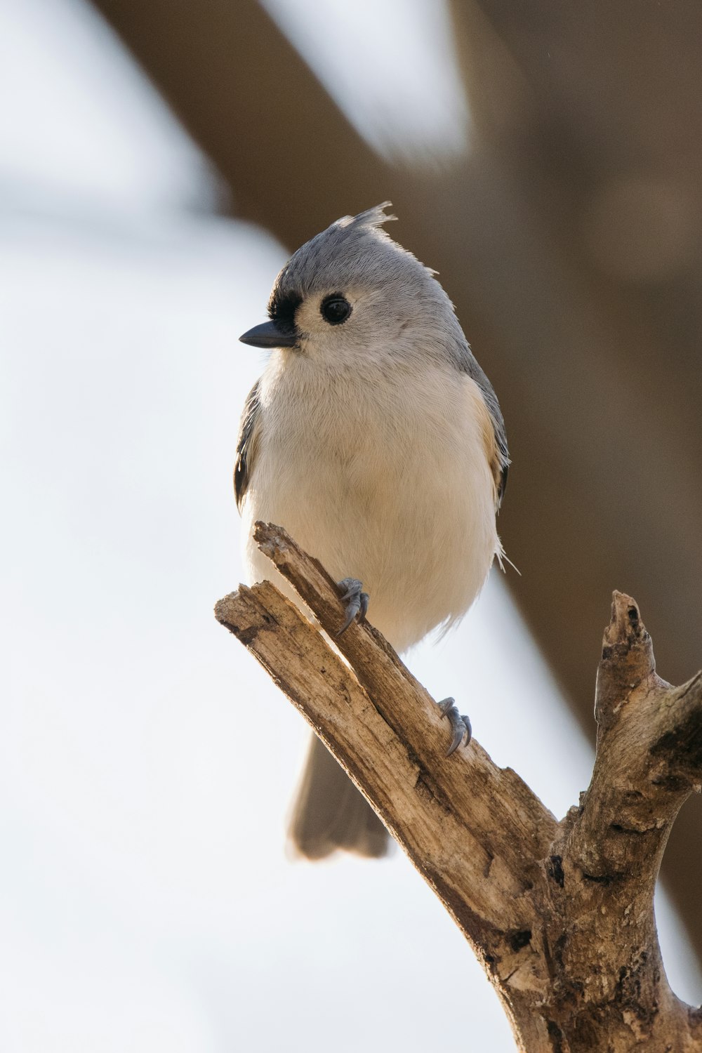 white and gray bird on brown tree branch