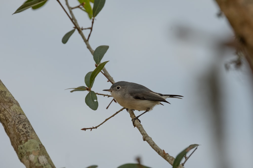 gray and white bird on tree branch