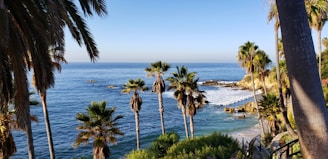 palm trees on beach shore during daytime
