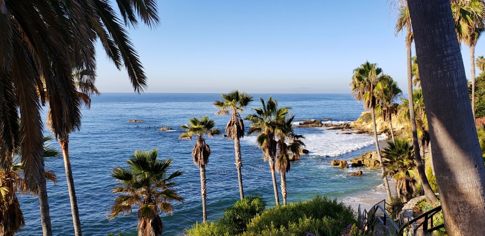 palm trees on beach shore during daytime