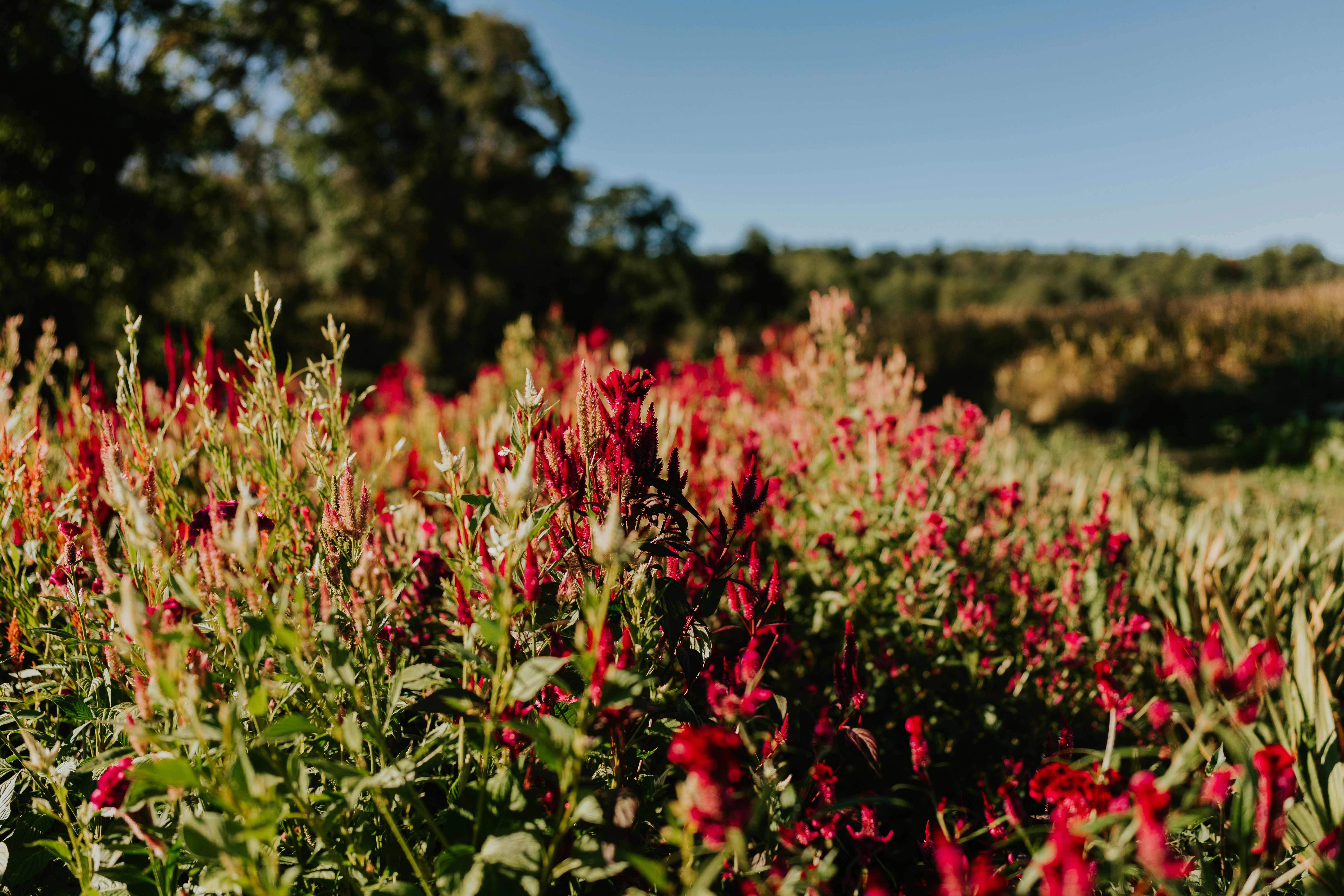 red flowers under blue sky during daytime