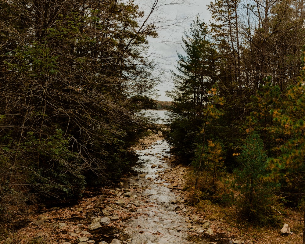 green trees on brown soil during daytime