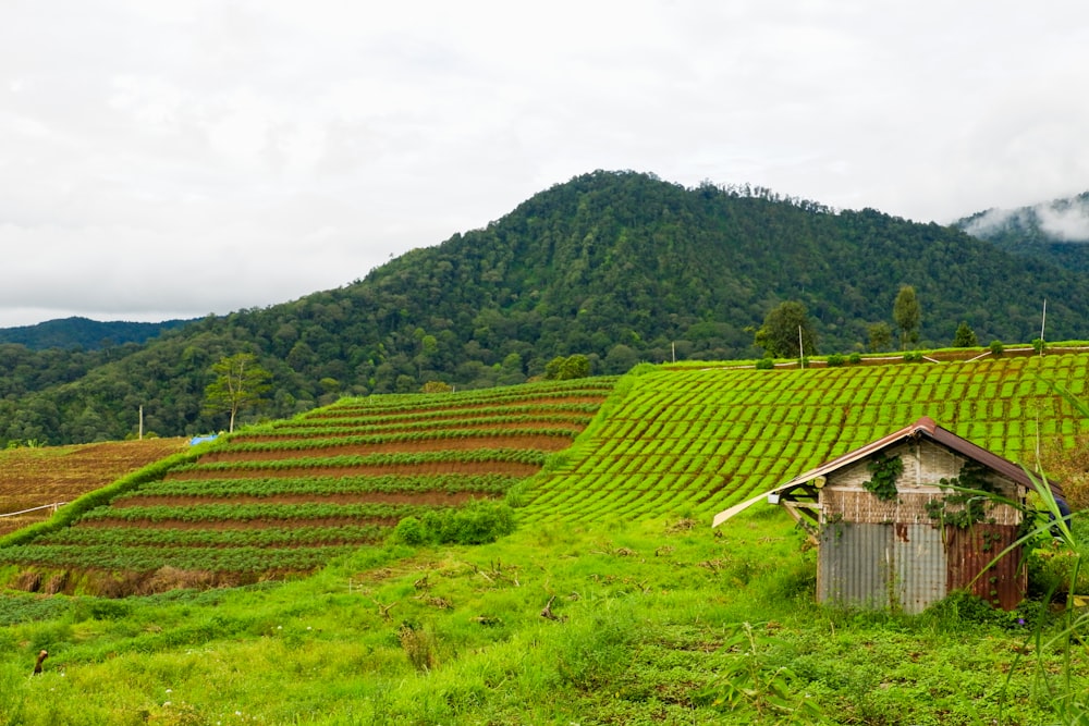 Casa de madera marrón en campo de hierba verde durante el día