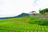A lush green tea plantation with neatly organized rows stretches across the landscape. Several workers, wearing colorful clothing, are scattered among the rows, tending to the plants. In the background, a small elevated building stands on the edge of the plantation with a sign on it. The horizon is lined with trees and hills under a partly cloudy sky.