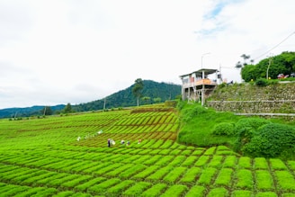 A lush green tea plantation with neatly organized rows stretches across the landscape. Several workers, wearing colorful clothing, are scattered among the rows, tending to the plants. In the background, a small elevated building stands on the edge of the plantation with a sign on it. The horizon is lined with trees and hills under a partly cloudy sky.