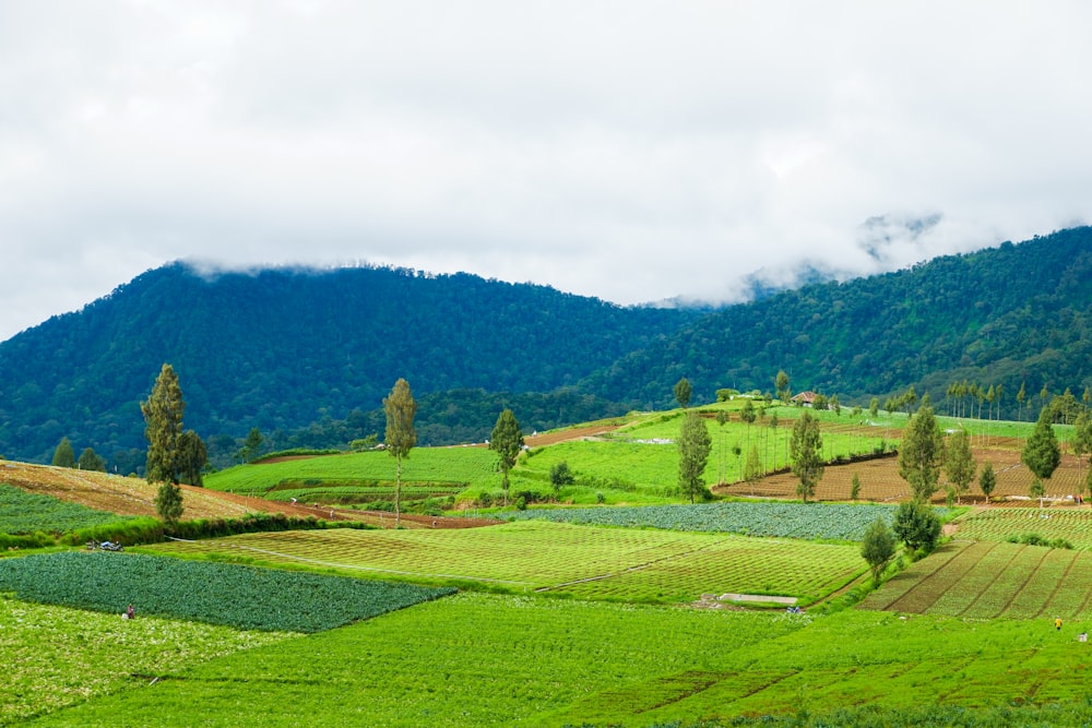 green grass field near green trees under white sky during daytime