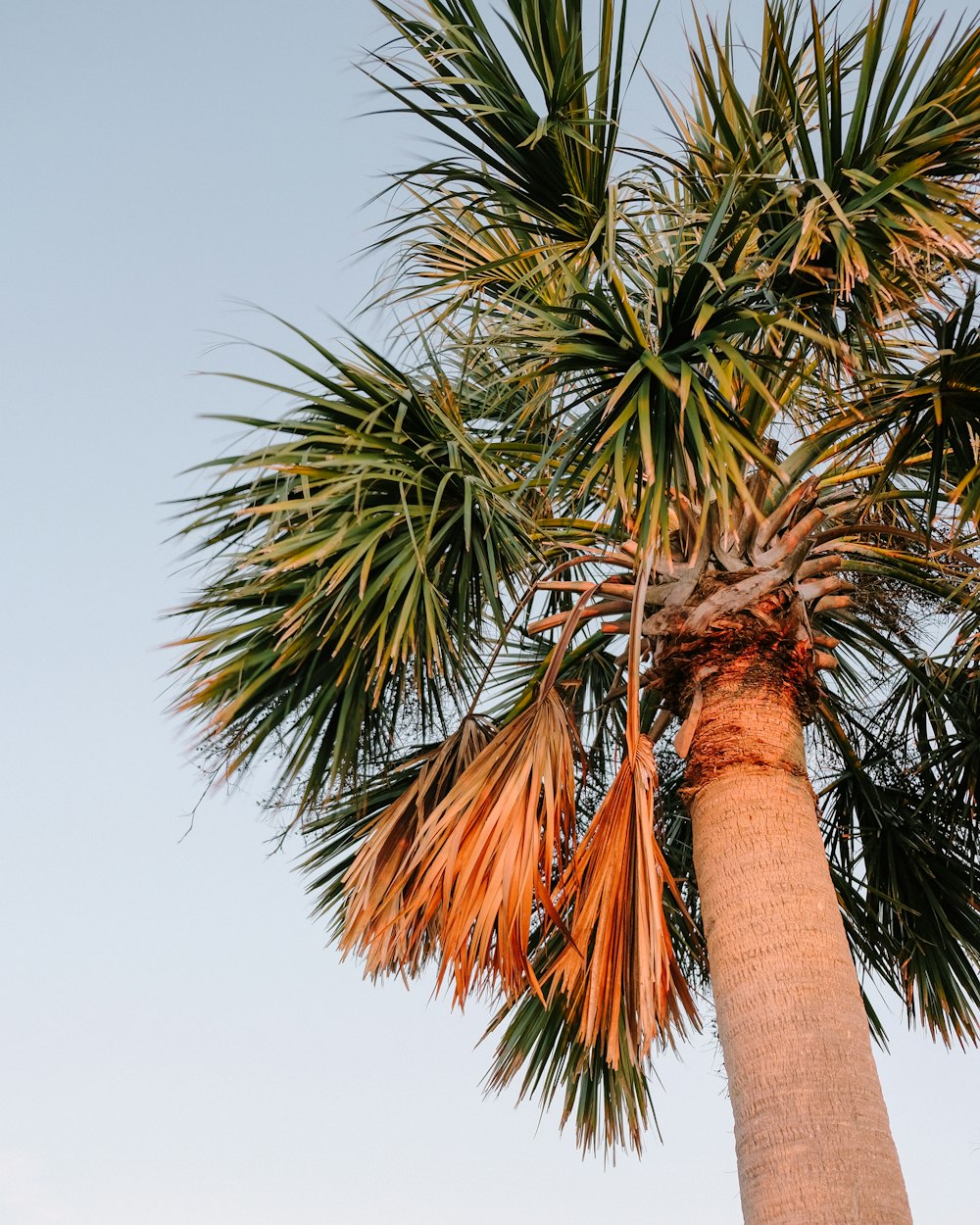 green palm tree under white sky during daytime