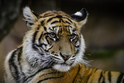 A close-up of a tiger with vivid orange and black stripes, white fur around the mouth and eyes. The tiger has an intent, focused gaze, creating an impression of strength and elegance. The background is blurred, emphasizing the tiger's majestic presence.