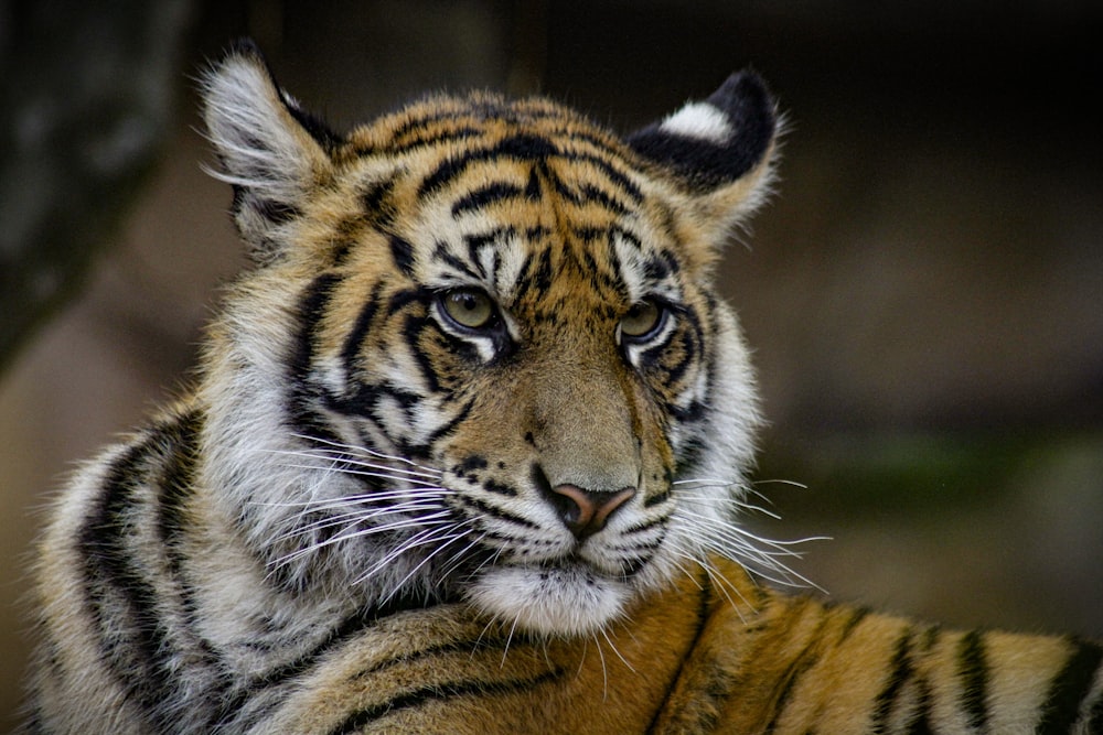 brown and black tiger on green grass during daytime