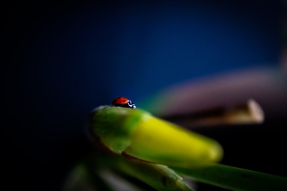 red ladybug perched on green leaf in close up photography