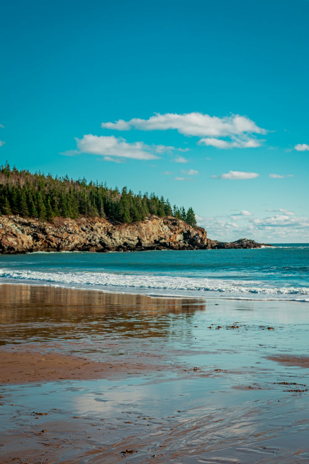 green trees on brown sand beach during daytime