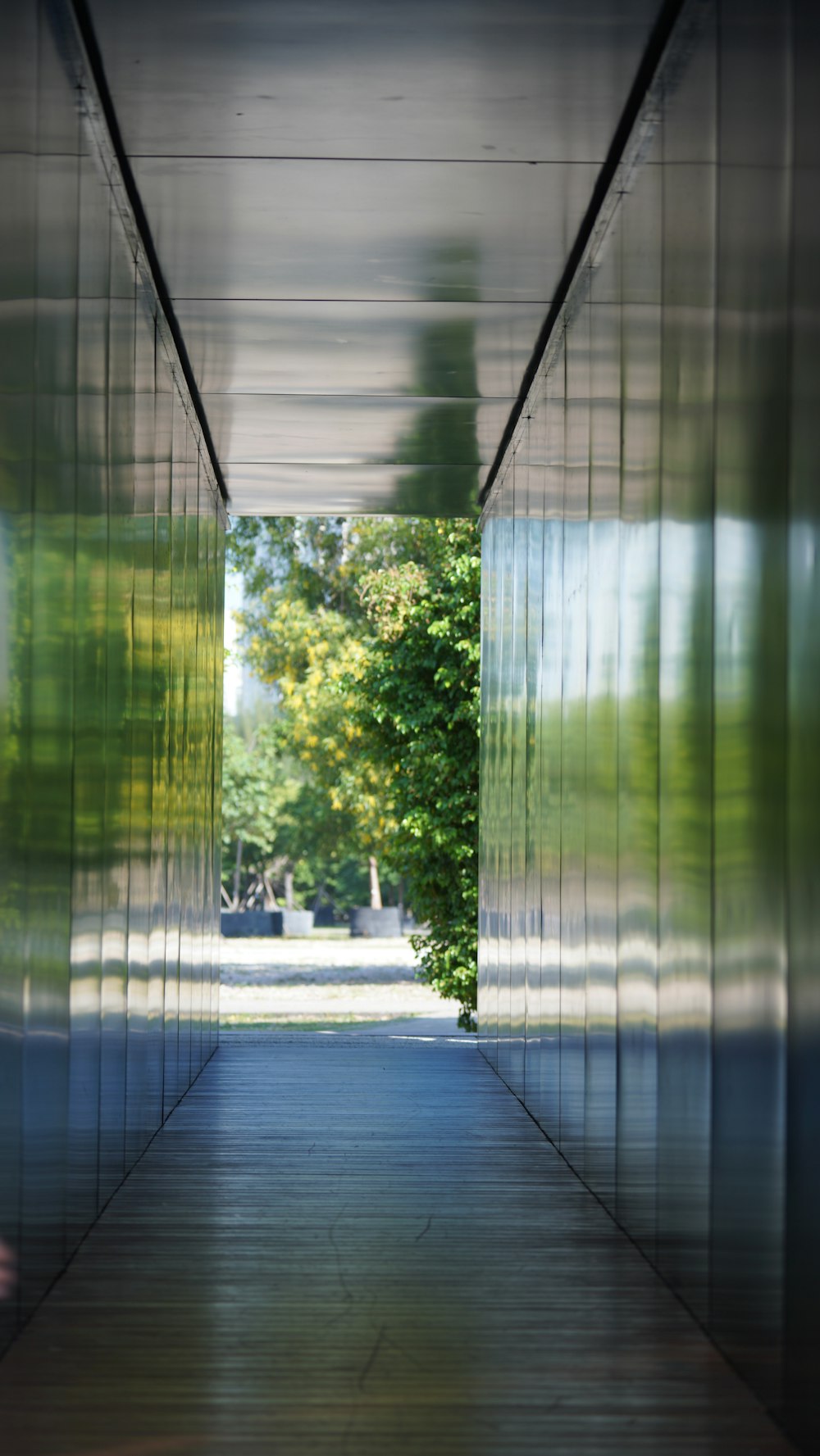 green trees on a sunny day