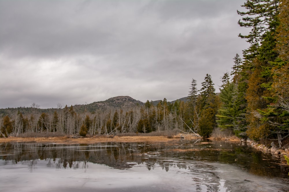 green trees near lake under cloudy sky during daytime