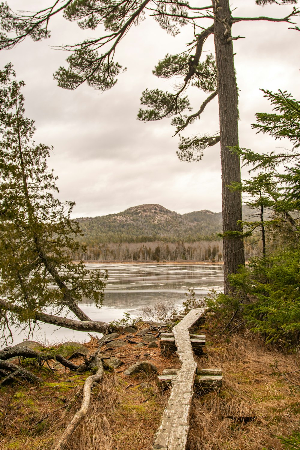 green trees near lake under white clouds during daytime