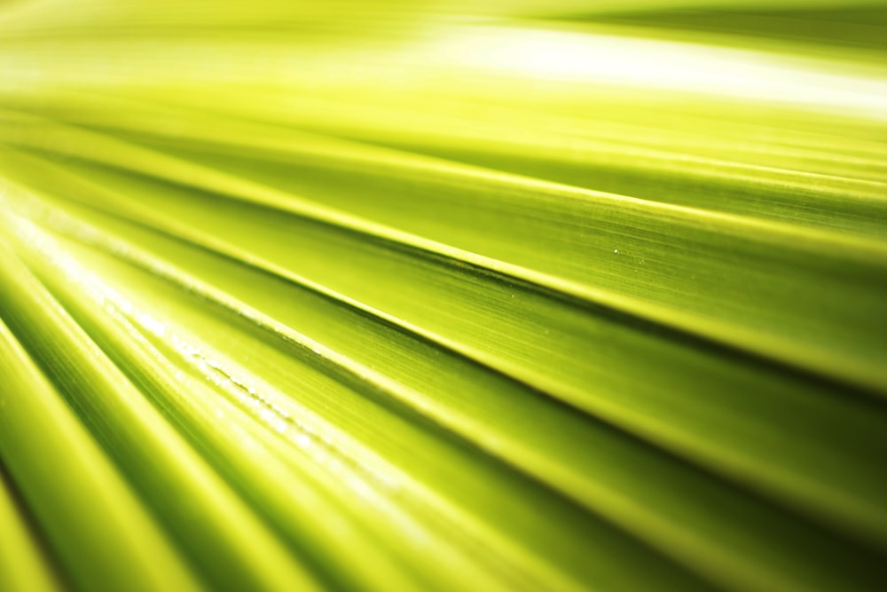 macro photography of green leaf