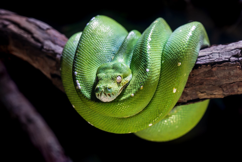 serpent vert sur branche d’arbre brun