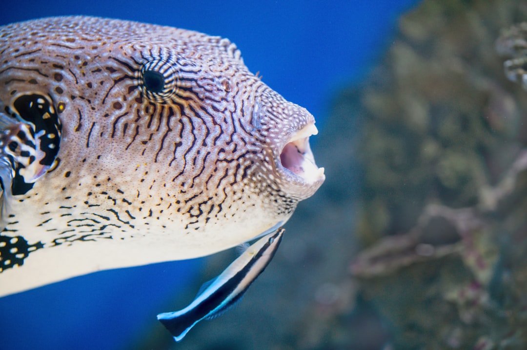 brown and white fish in water