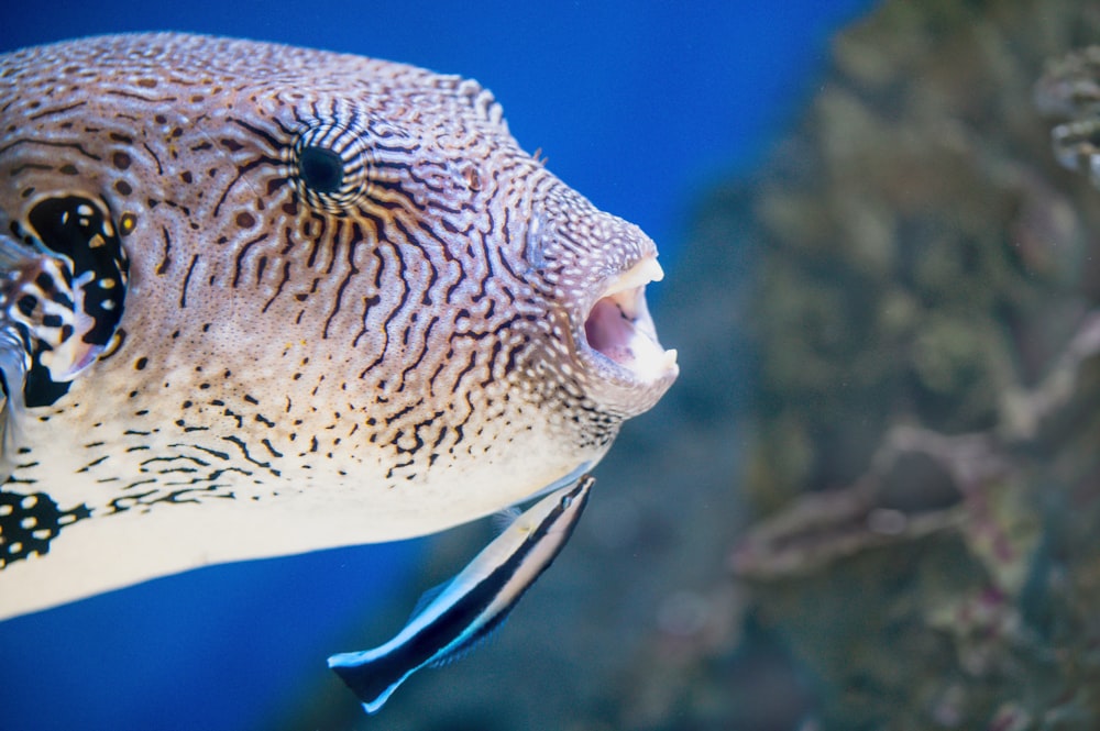 Braune und weiße Fische im Wasser