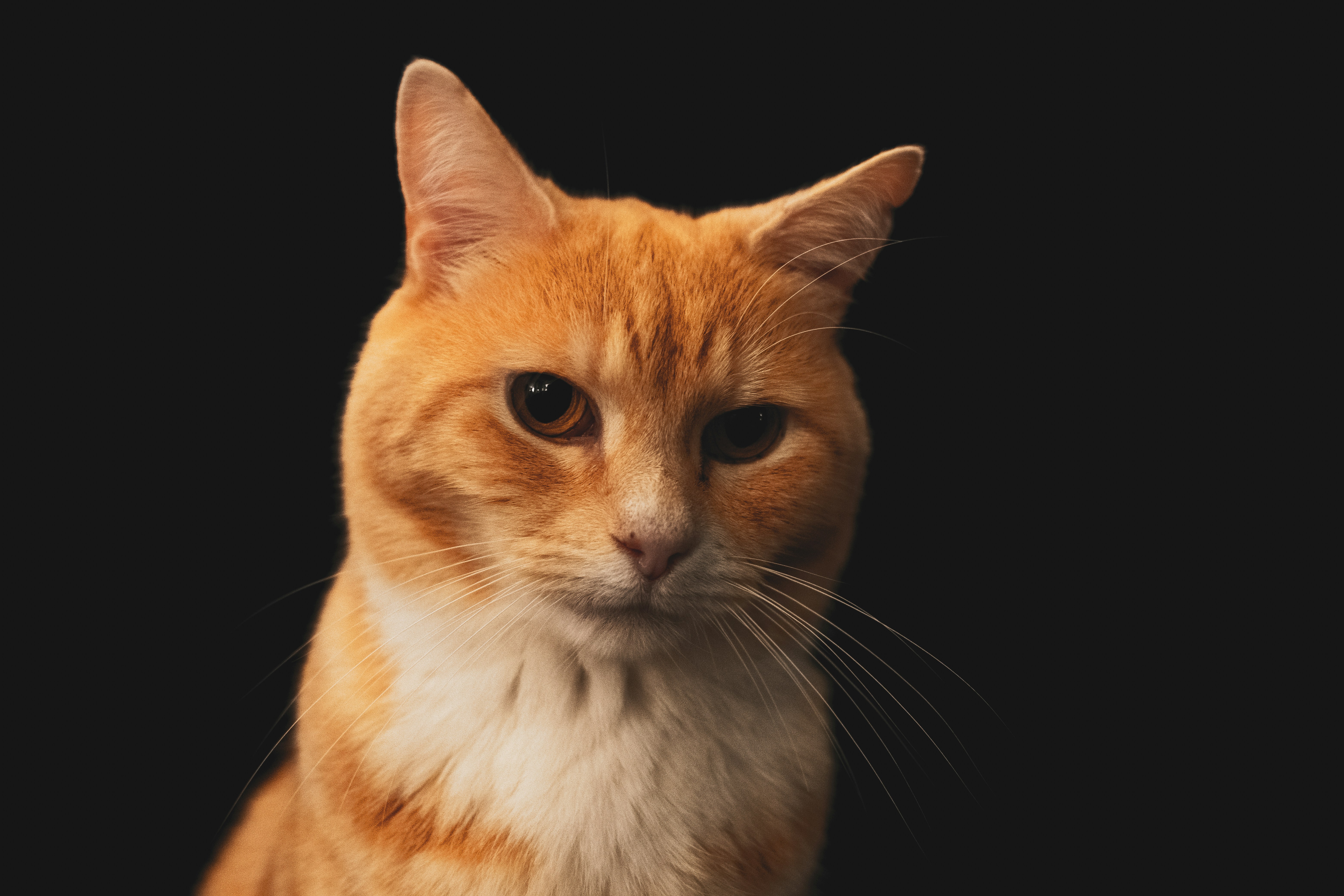 orange-weiße Tabby-Katze