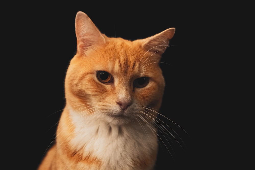 orange and white tabby cat