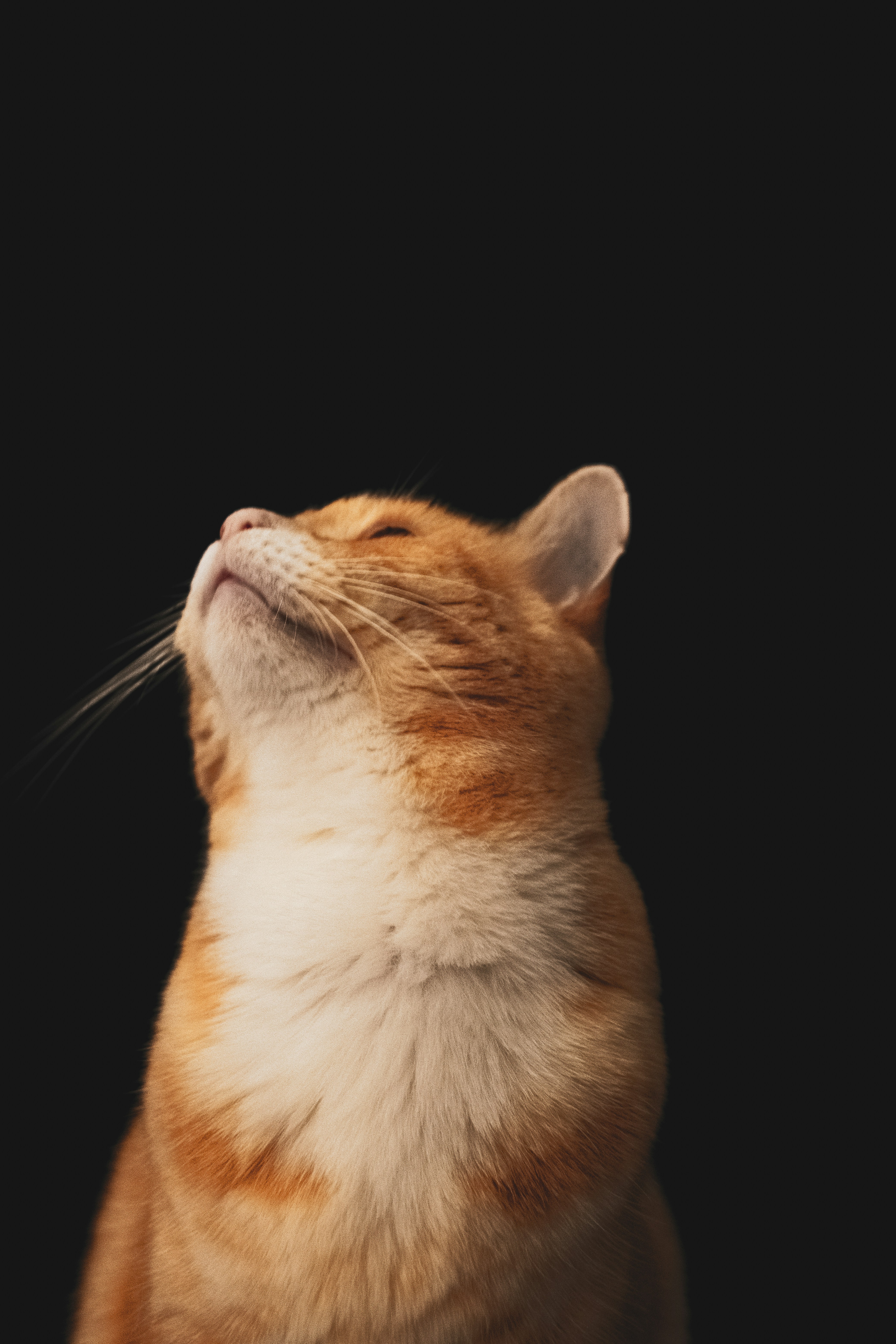 オレンジと白のぶち猫の写真 Unsplashで見つける茶色の無料写真