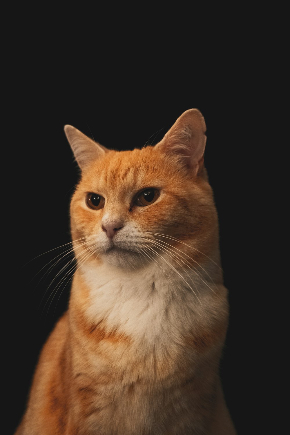 18+ Thousand Cat Avatar Royalty-Free Images, Stock Photos