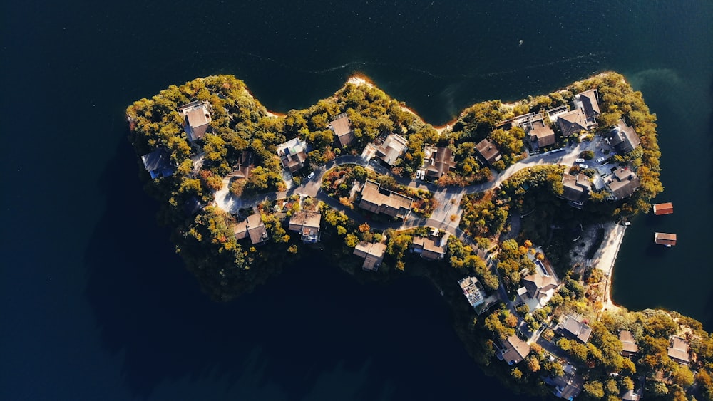 aerial view of green trees and houses