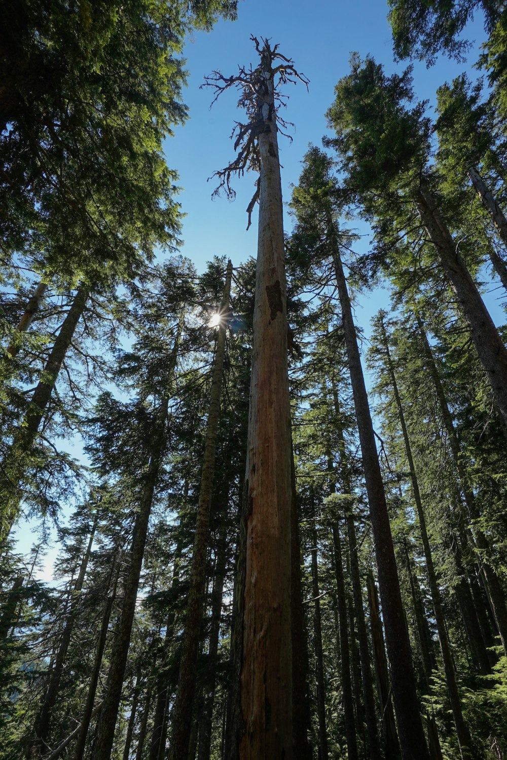 green and brown trees under blue sky during daytime