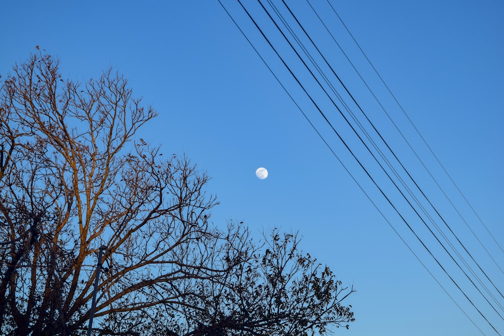 bare trees under blue sky during daytime