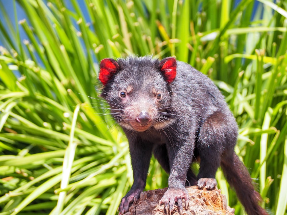 black and red animal on brown tree log