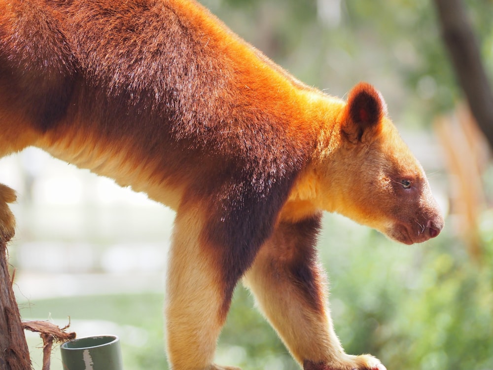 brown and black bear on white ceramic mug