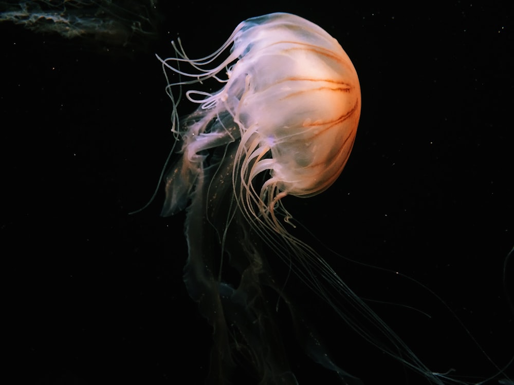 pink jellyfish in water in close up photography