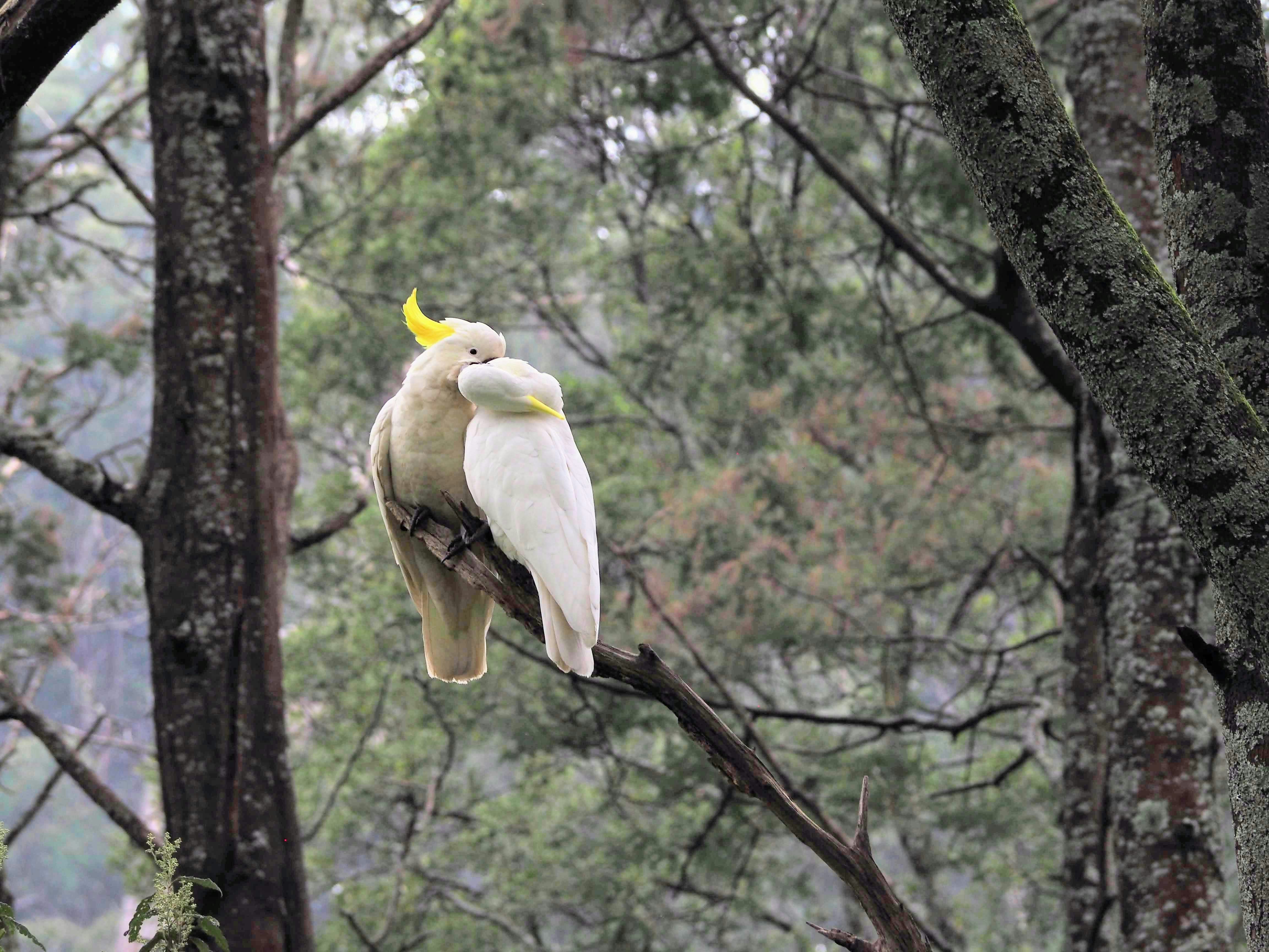 Can Cockatoo Eat Chicken? [Is it Safe for Cockatoos] Cockatoo World