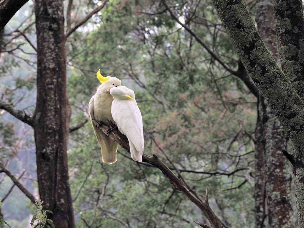 white bird on brown tree branch during daytime