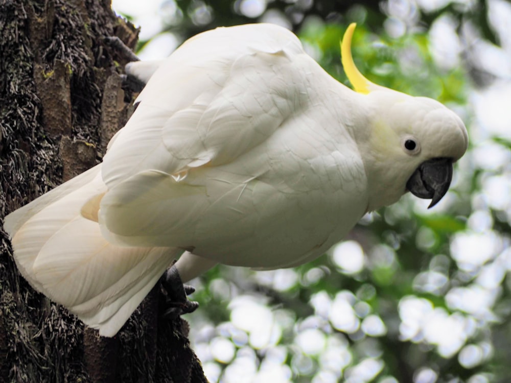 white bird on brown tree branch during daytime