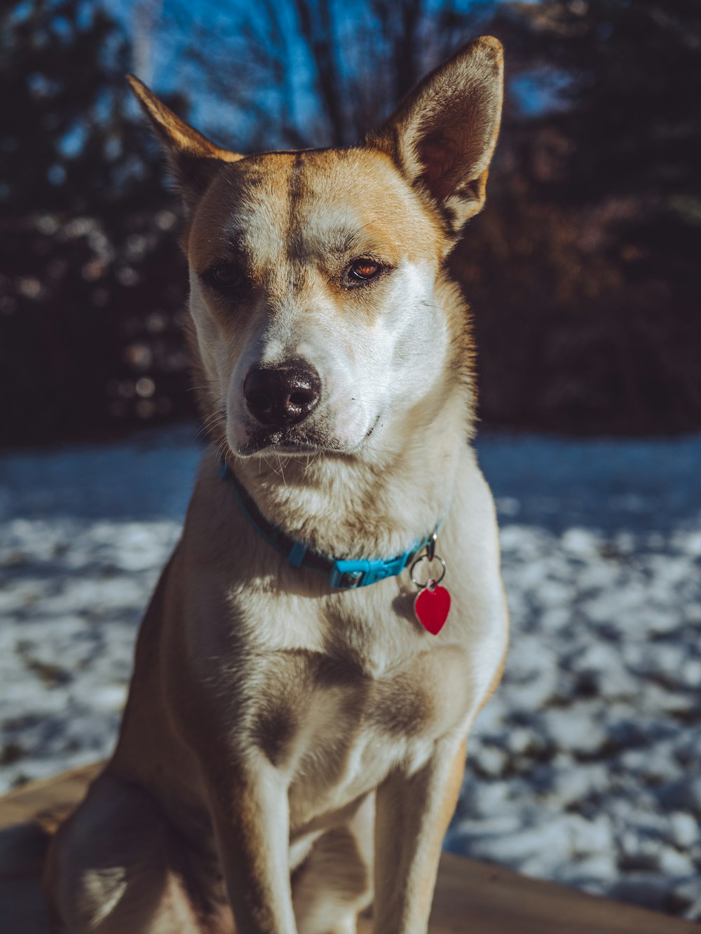 brown and white short coated dog on snow covered ground during daytime